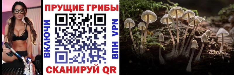 Галлюциногенные грибы Cubensis  Новодвинск 